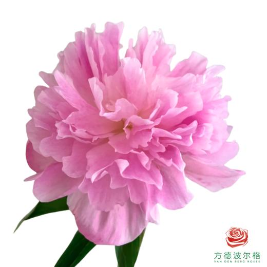 芍药 蓝梦 5枝一扎 商品图0