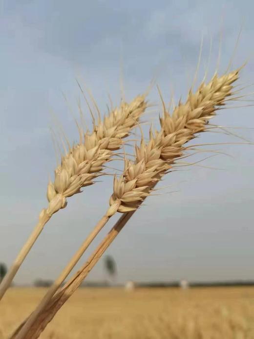 生态冬小麦面粉 /麦麸 / 全麦面 /含胚芽胚乳，历经240天长成 商品图2