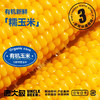 双有机认证鹿大叔有机黄糯玉米10根2500g 商品缩略图4