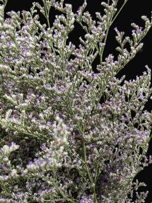 情人草1扎0.5KG 商品图1