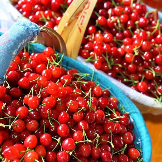 『米易玛瑙红小樱桃1号』肉质软嫩，柔糯多汁，高甜低酸，晶莹剔透，森林露天种植 商品图4