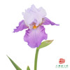德国鸢尾-云朵 1枝 商品缩略图0