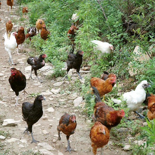 山谷有机童子鸡 商品图6