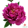 牡丹 洛阳红 5枝一扎 商品缩略图0