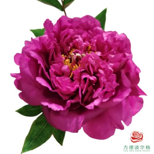 牡丹 洛阳红 5枝一扎 商品图0