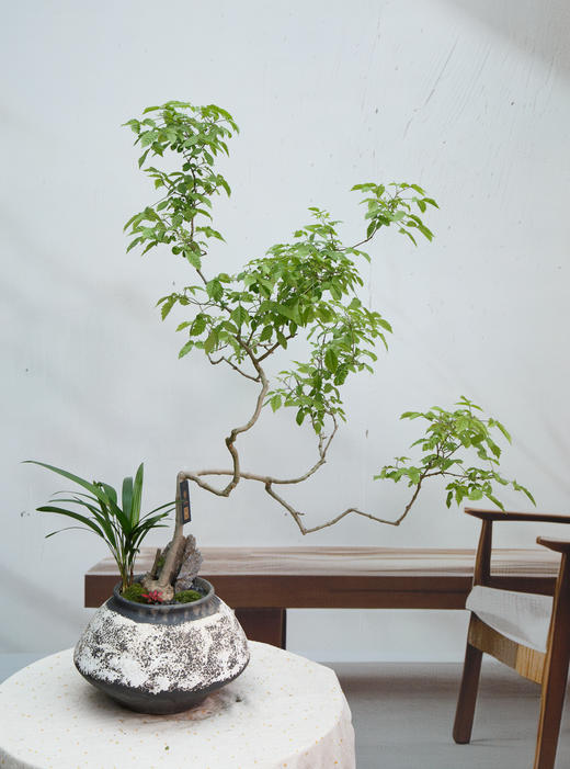 怪头黄荆 商品图0