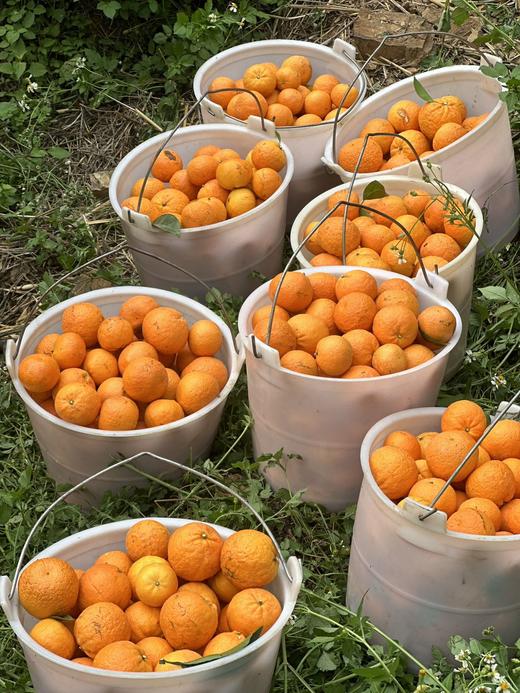 【云南无核蜜柑 48小时发货 家庭装/礼盒装】春日甜蜜暴击爆汁花香蜜柑，一口咬出阳光的味道🌞 商品图3