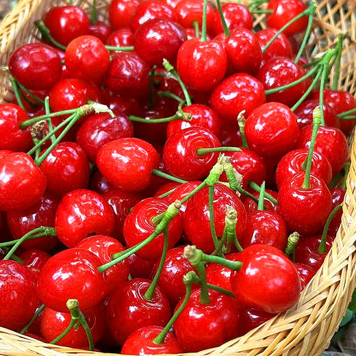 『米易玛瑙红小樱桃1号』肉质软嫩，柔糯多汁，高甜低酸，晶莹剔透，森林露天种植 商品图1