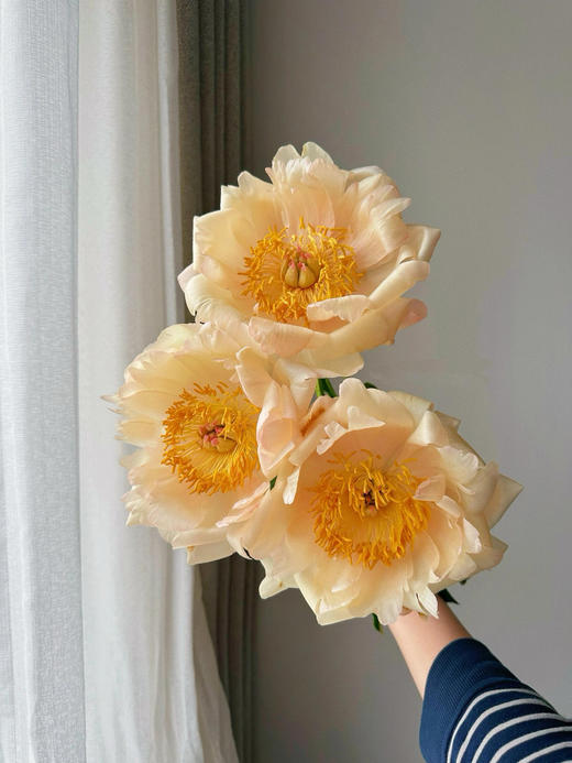 【预售！4.20起陆续发出】国王节芍药【人间四月天，芍药铺前庭】简小姐精选鲑鱼色渐变芍药 国王日 2件包邮 顺丰空运直发 商品图4