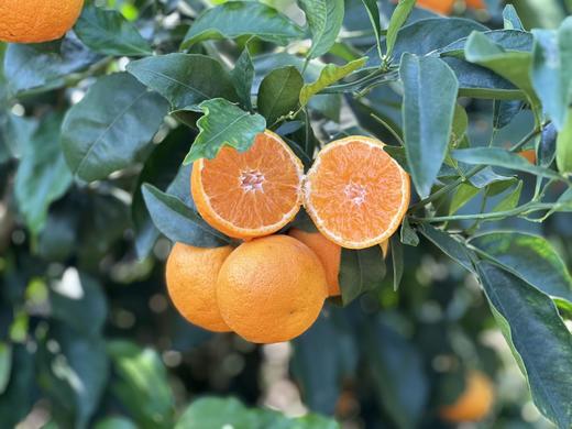 【云南无核蜜柑 48小时发货 家庭装/礼盒装】春日甜蜜暴击爆汁花香蜜柑，一口咬出阳光的味道🌞 商品图0