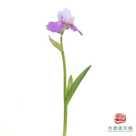 德国鸢尾-云朵 1枝 商品图1