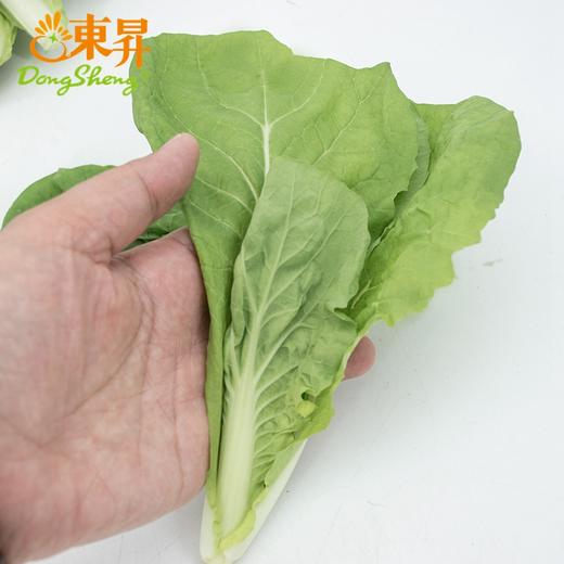 东升农场 有机杭白苗 250g 广州发货 新鲜蔬菜 商品图3