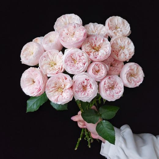 稀有多头丨A级 酷皮 10支 丨【单拍不发养护有难度】 商品图2