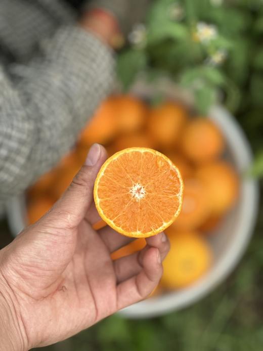 【云南无核蜜柑 48小时发货 家庭装/礼盒装】春日甜蜜暴击爆汁花香蜜柑，一口咬出阳光的味道🌞 商品图2