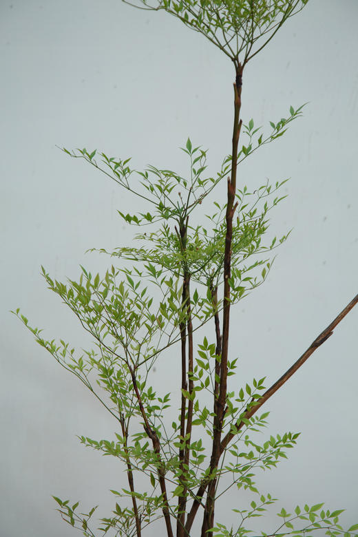 南天竹 商品图1