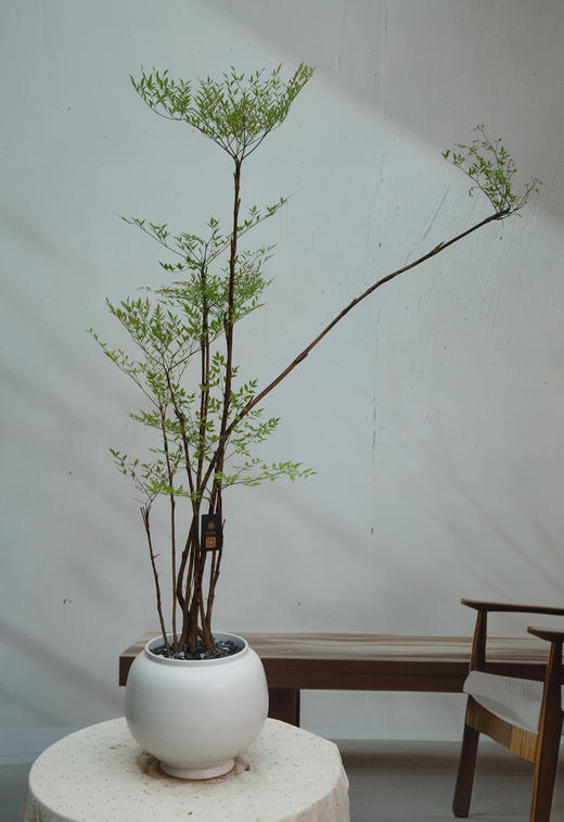 南天竹 商品图0