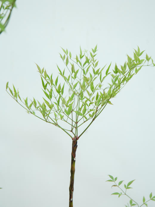 南天竹 商品图2