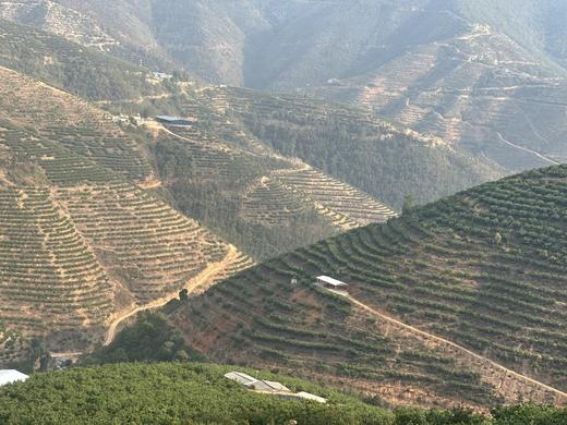 【云南无核蜜柑 48小时发货 家庭装/礼盒装】春日甜蜜暴击爆汁花香蜜柑，一口咬出阳光的味道🌞 商品图1