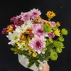 精选花材广州本地混色小雏菊10支 商品缩略图1