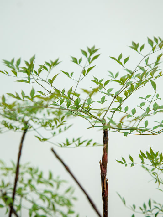 南天竹 商品图2