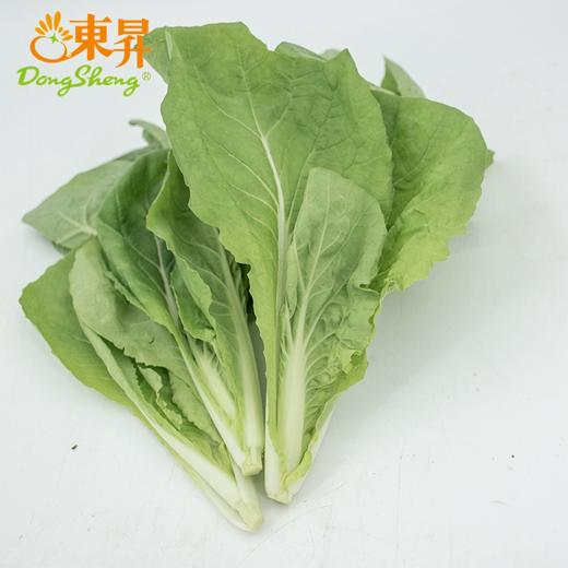 东升农场 有机杭白苗 250g 广州发货 新鲜蔬菜 商品图4