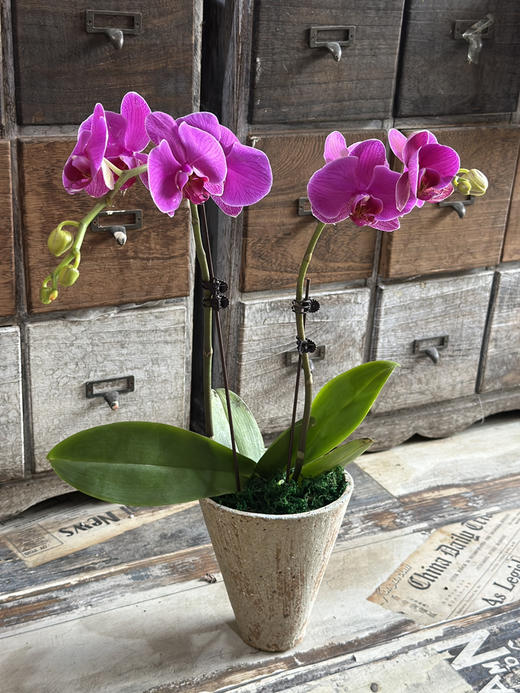 手工 粗陶艺术盆 无眼 可插鲜切花 四个颜色可选 高度16厘米 口径14厘米 商品图0