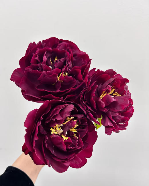 芍药丨老忠诚丨新西兰进口 商品图0