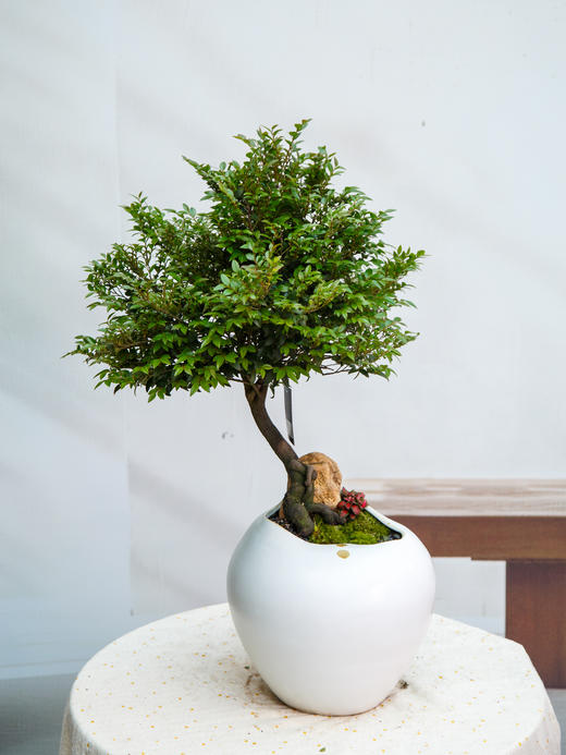 提根紫檀 商品图0