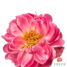 芍药 珊瑚魅力 5枝一扎