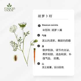有机胡萝卜籽精油  【香气039】