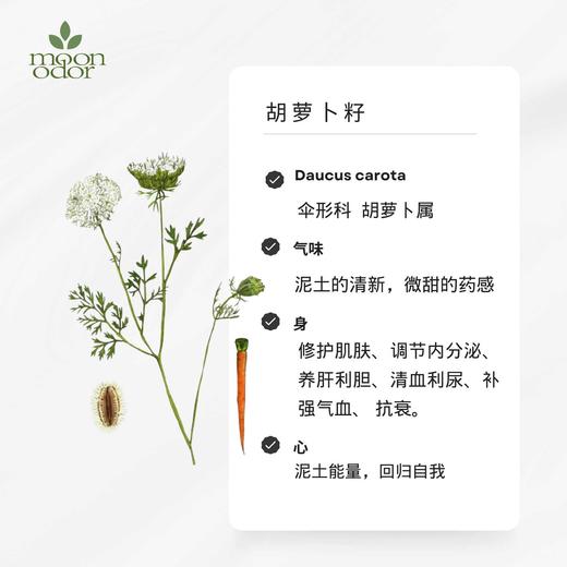 有机胡萝卜籽精油  【香气039】 商品图0