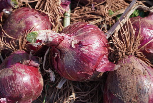 生态水果紫洋葱 商品图2