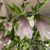 紫斑风铃 商品缩略图2