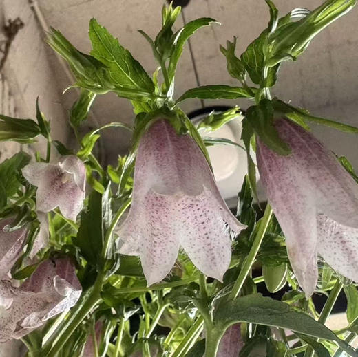 紫斑风铃 商品图2