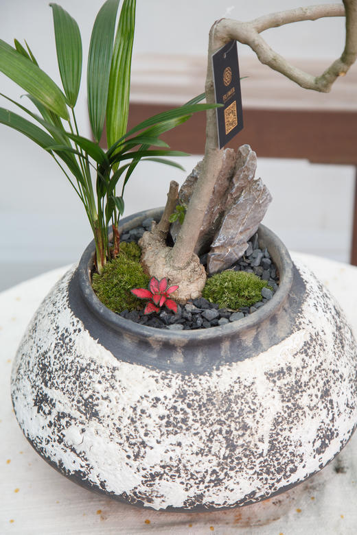 怪头黄荆 商品图1