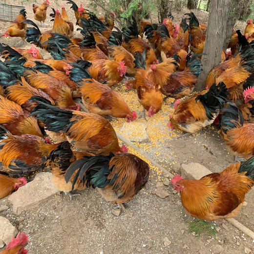 山谷有机童子鸡 商品图7