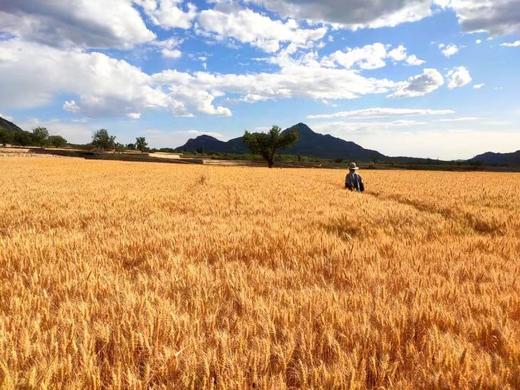 梯田丰年，一亩家膳|家庭生态粮仓|我在千亩梯田 有亩田 商品图3