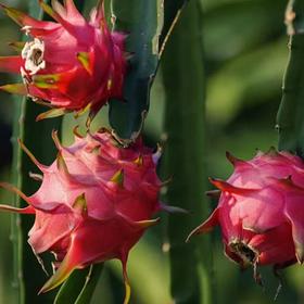 【临高】火龙果普通包装5斤（京东快递）