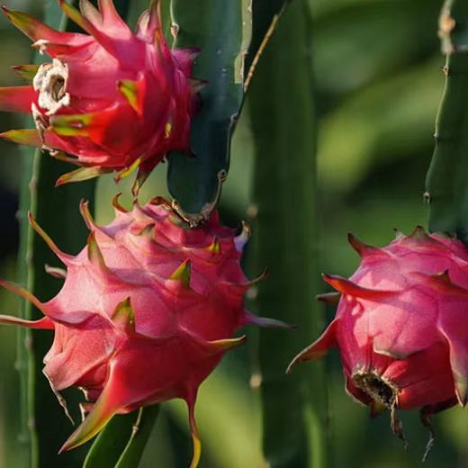 【临高】火龙果普通包装5斤（京东快递） 商品图0