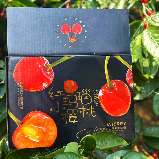 『米易玛瑙红小樱桃1号』肉质软嫩，柔糯多汁，高甜低酸，晶莹剔透，森林露天种植 商品图7