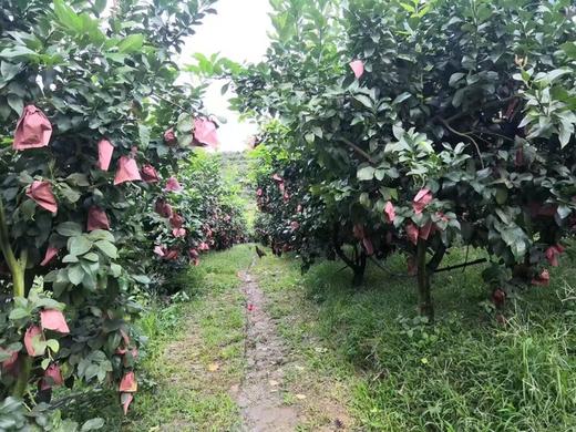 【蜂蜜摇摇水】 天然饮品 自然甜  摇出健康好滋味 商品图6