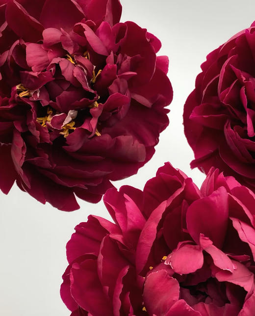 芍药丨老忠诚丨新西兰进口 商品图1