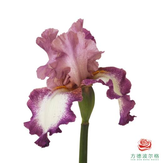 德国鸢尾-黎明 1枝 商品图0