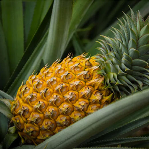 【临高】凤梨普通5斤（京东快递） 商品图2