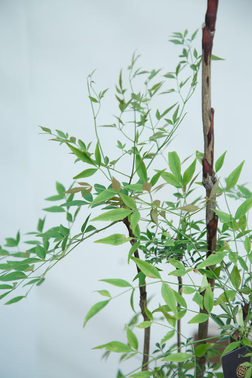 南天竹 商品图1