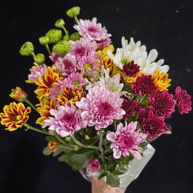 精选花材广州本地混色小雏菊10支
