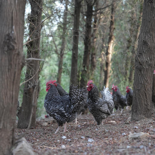 山谷有机童子鸡 商品图1