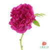 牡丹-飞燕凌空 5枝一扎 商品缩略图0