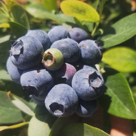 青稞蓝莓饼【周二、五周发货，一周发货二次，现烤现发】 商品图7