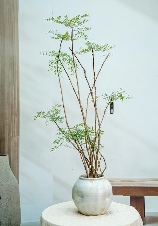 南天竹 商品图0